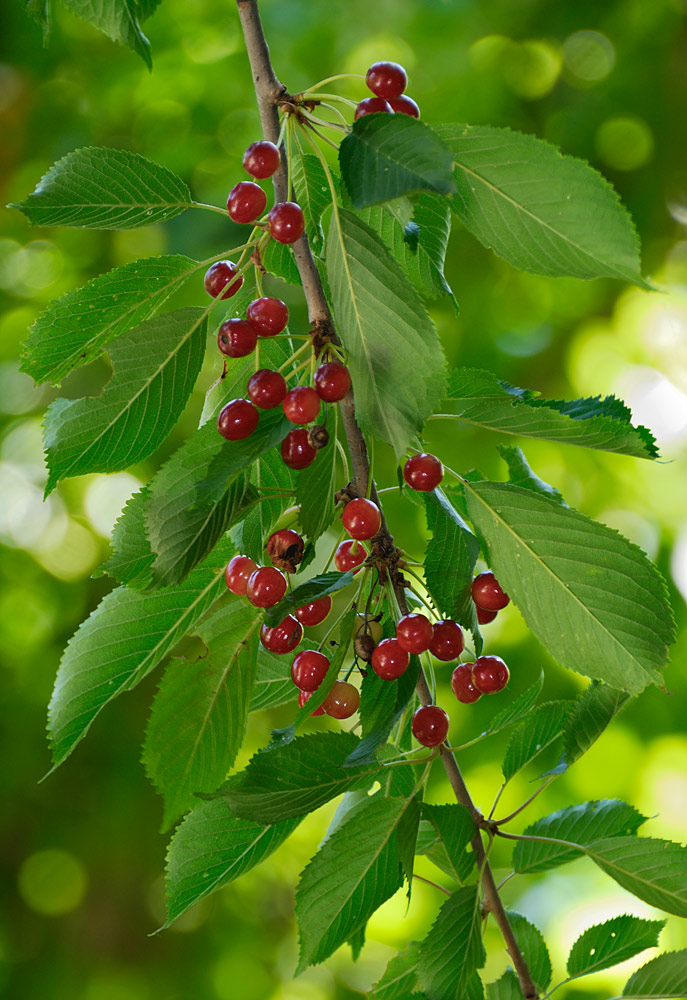 Hojas de margen aserrado y ápice acuminado, y frutos sujetos por largos pedúnculos
