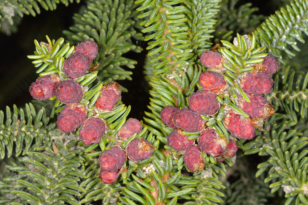 Abies pinsapo. Flores masculinas.