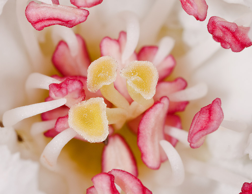 Detalle de los tres estilos y estigmas de la flor.