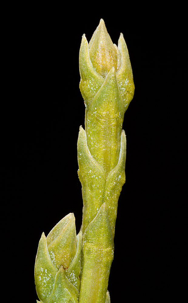 Detalle de las hojas escuamiformes