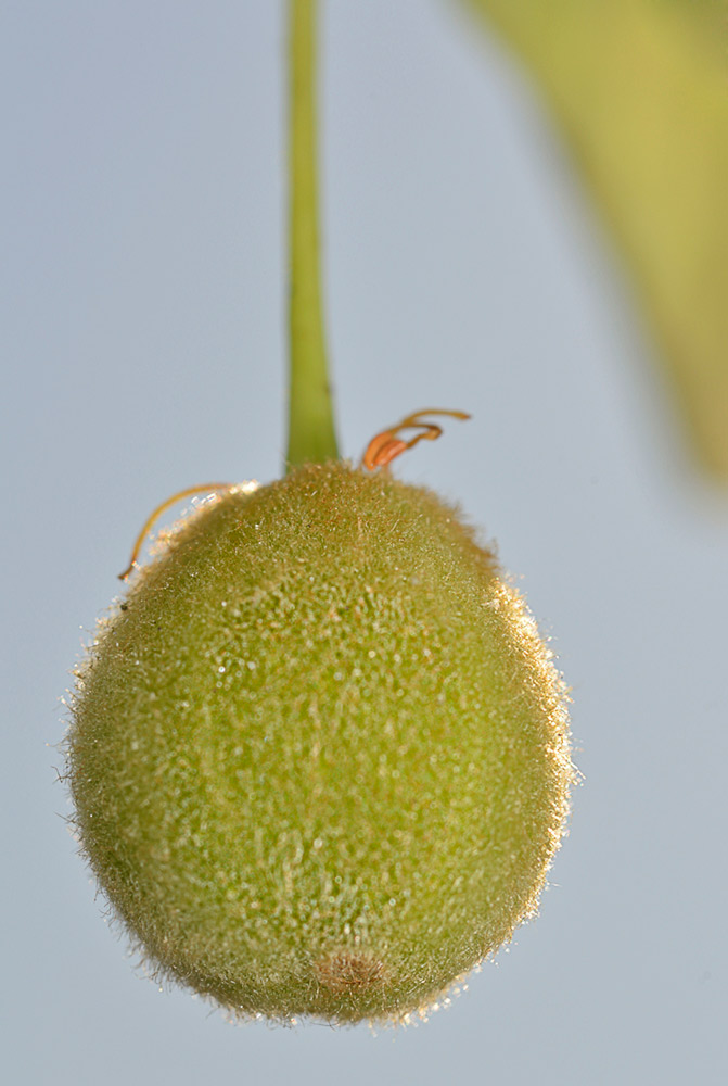 Fruto.