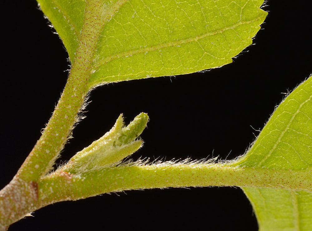 Pecíolos vellosos al comienzo del desarrollo de la hoja.