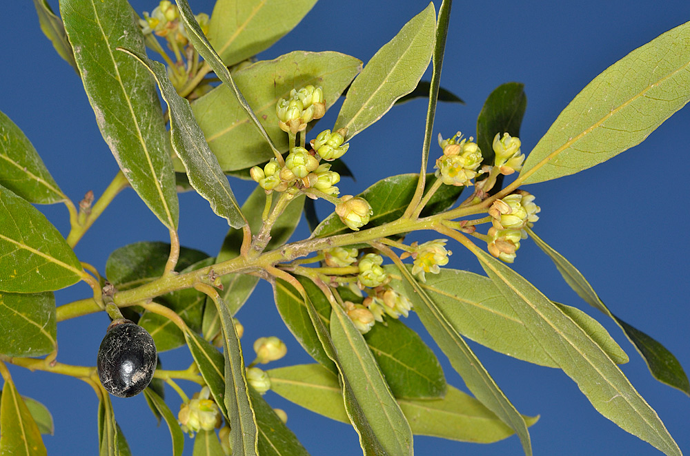 Hojas, flores femeninas y fruto.