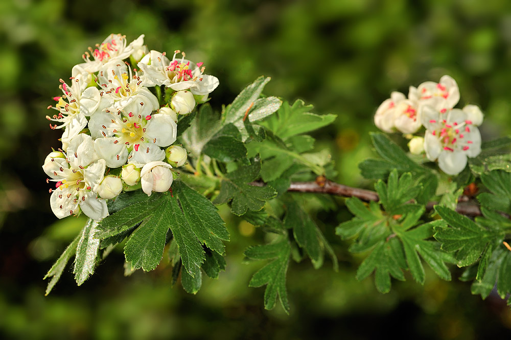 Inflorescencia en corimbo
