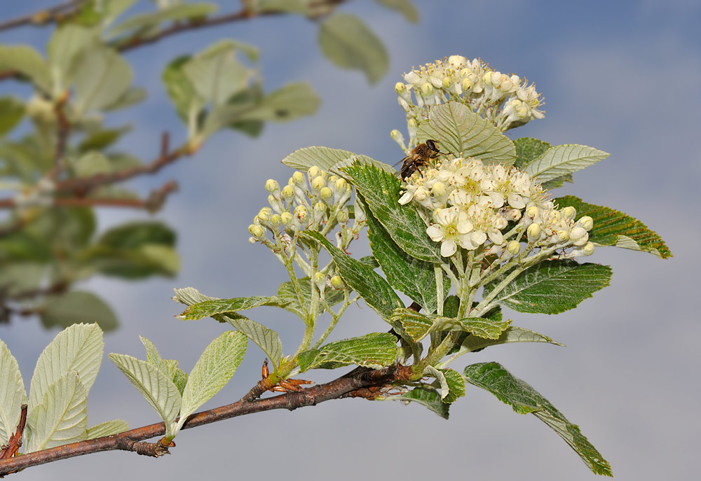 Hojas e inflorescencias