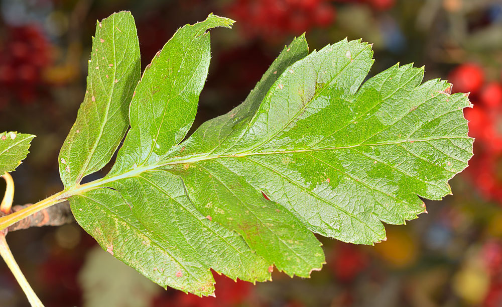 Hoja.