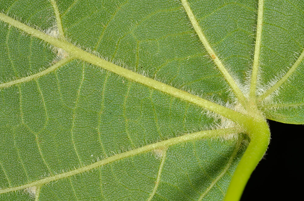 Pelosidad del envés de la hoja.