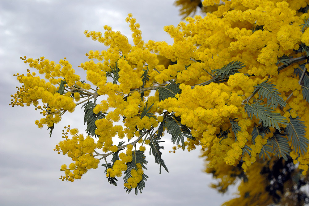 Ramas con numerosas inflorescencias y hojas bipinnadas