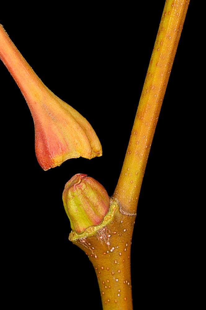 Yema y base del pecíolo.