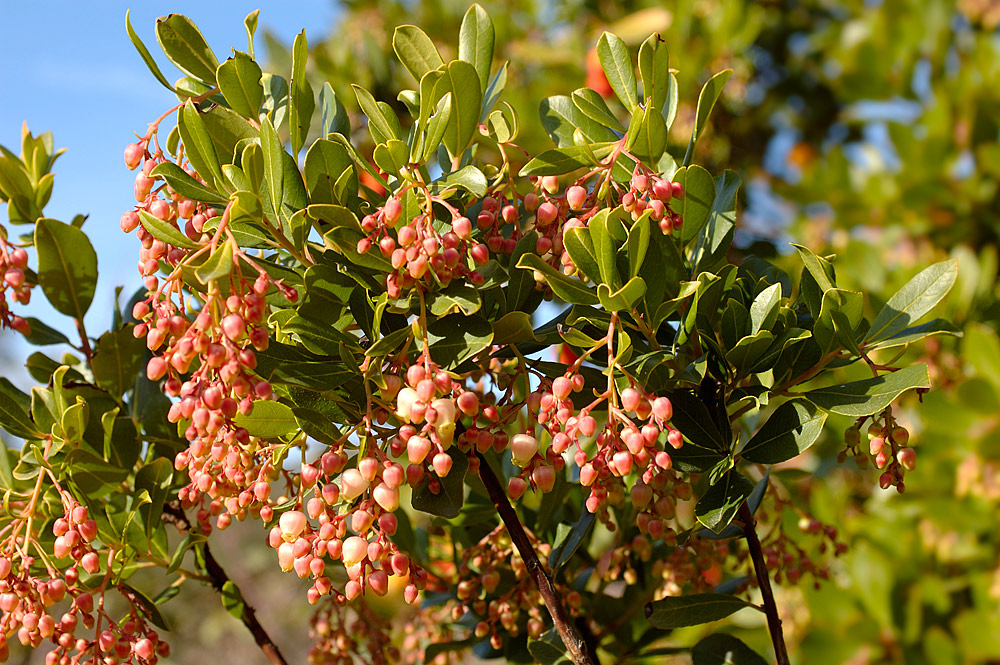 Ramas con inflorescencias