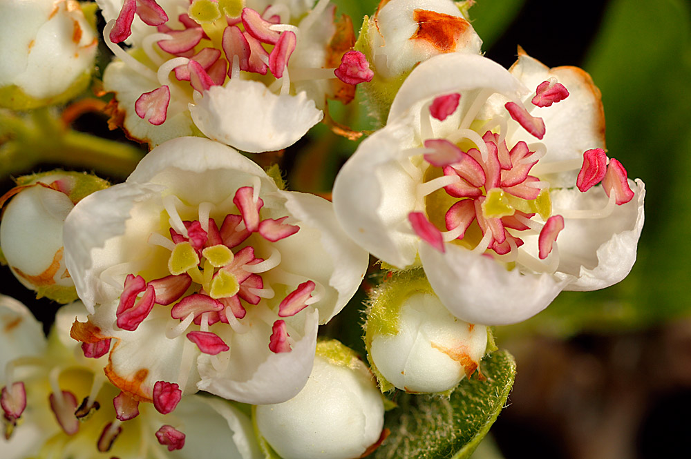 Flores con 3 estigmas y estambres de anteras rojizas