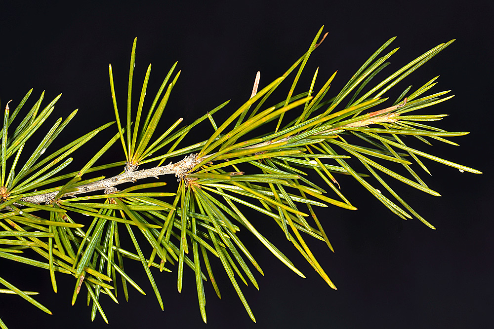 Cedrus deodara. Acículas en mesoblastos.
