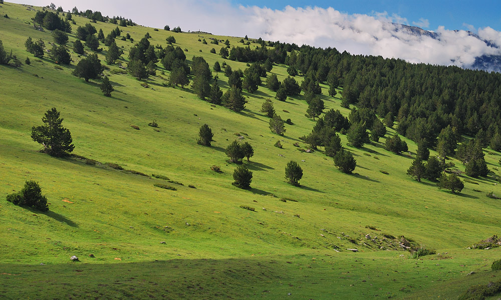 Pinar de Pinus uncinata aclarado y sustituido por pastos para el ganado (Navarra).
