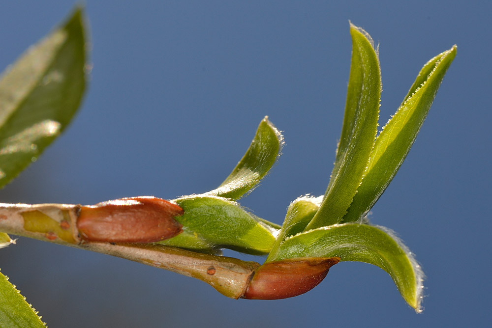 Brote primaveral poco peloso.