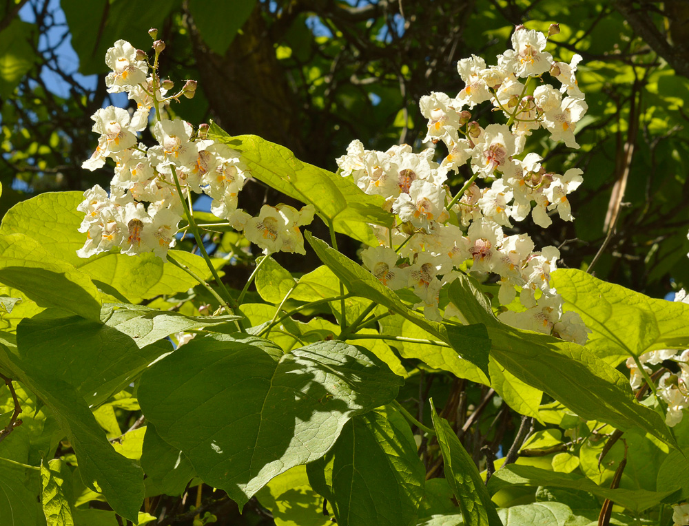 Hojas e inflorescenicas.