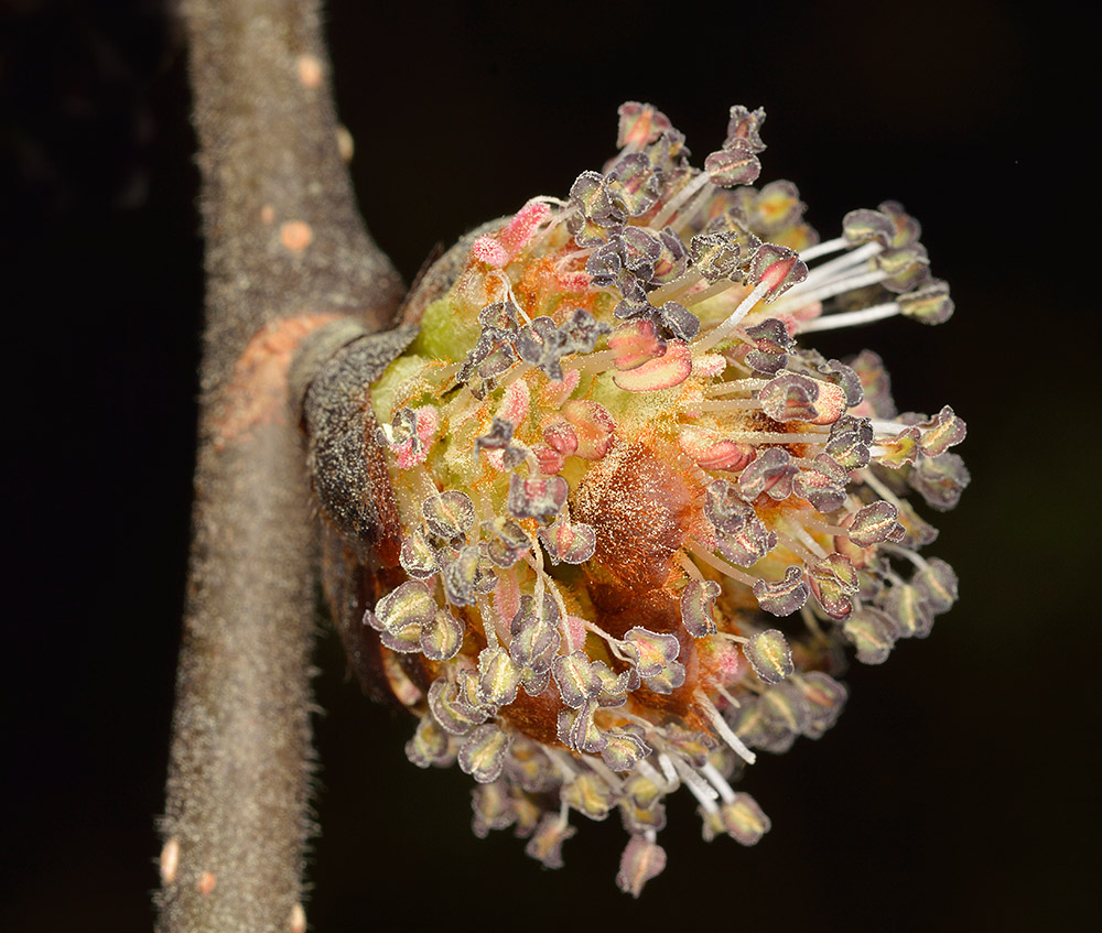Inflorescencia