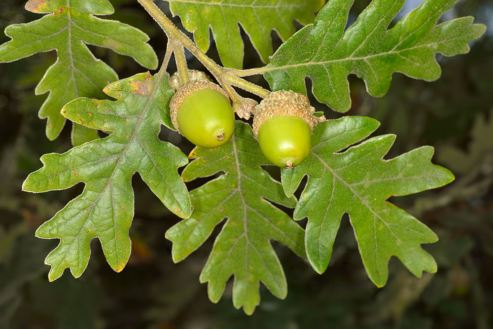 Ramilla con hojas profundamente lobuladas y bellotas