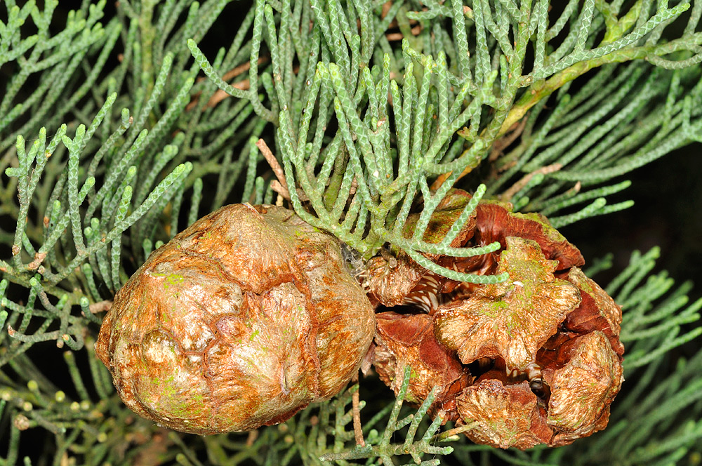 Piñas (la de la derecha con las semillas ya dispersadas) y ramillas cubiertas por las hojas escuamiformes