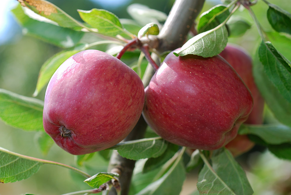 Frutos.