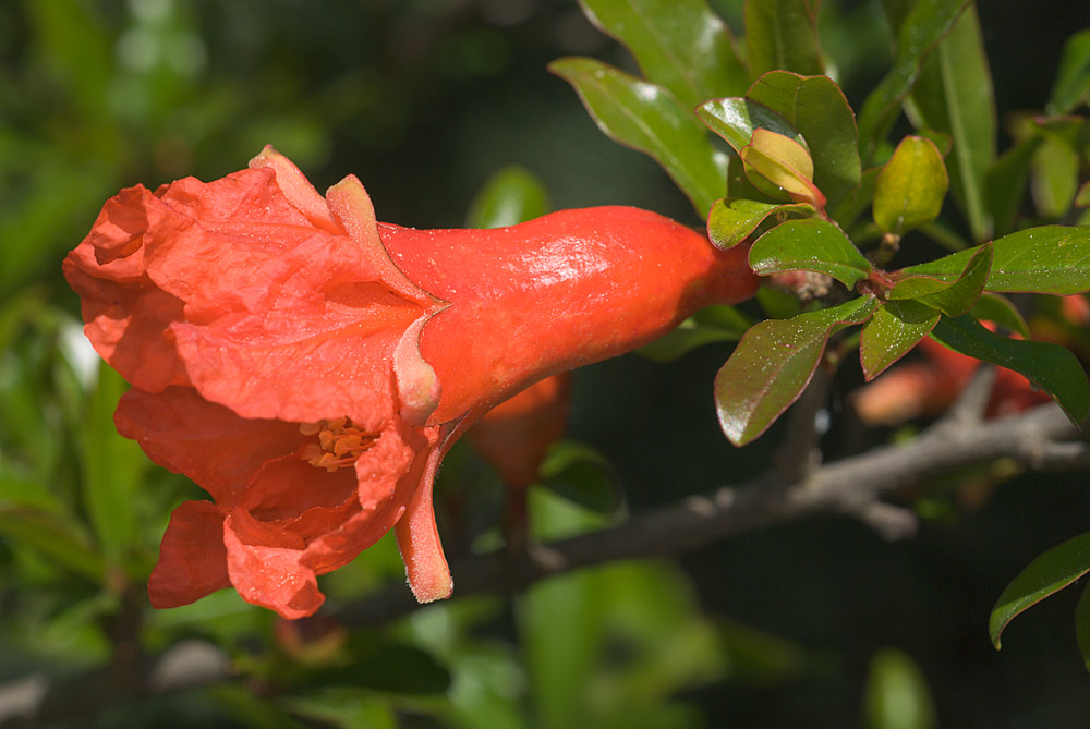 Flor.