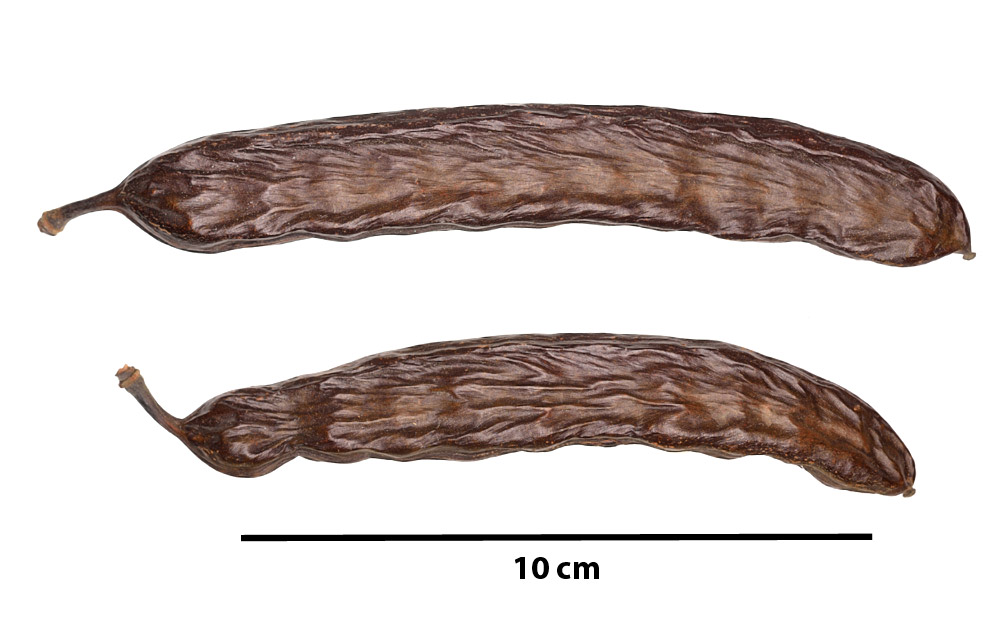 Legumbres maduras.
