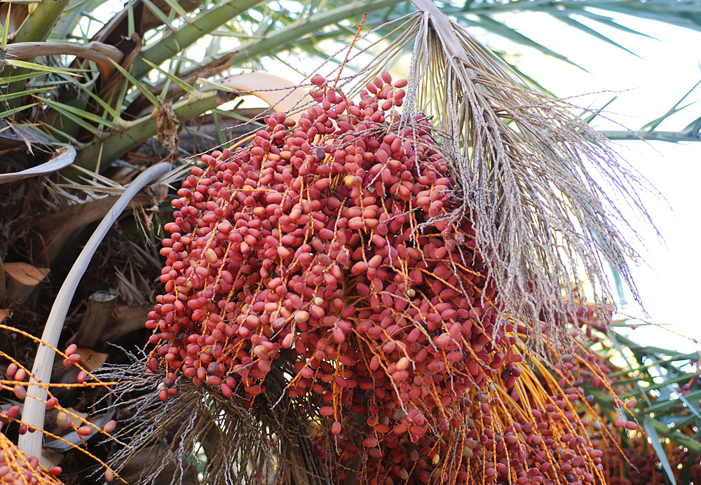 Frutos carnosos