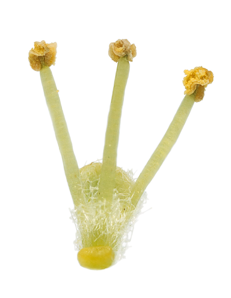 Flor masculina.