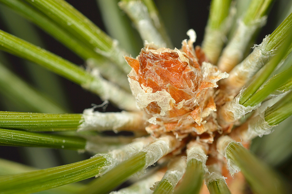 Yema y braquiblastos