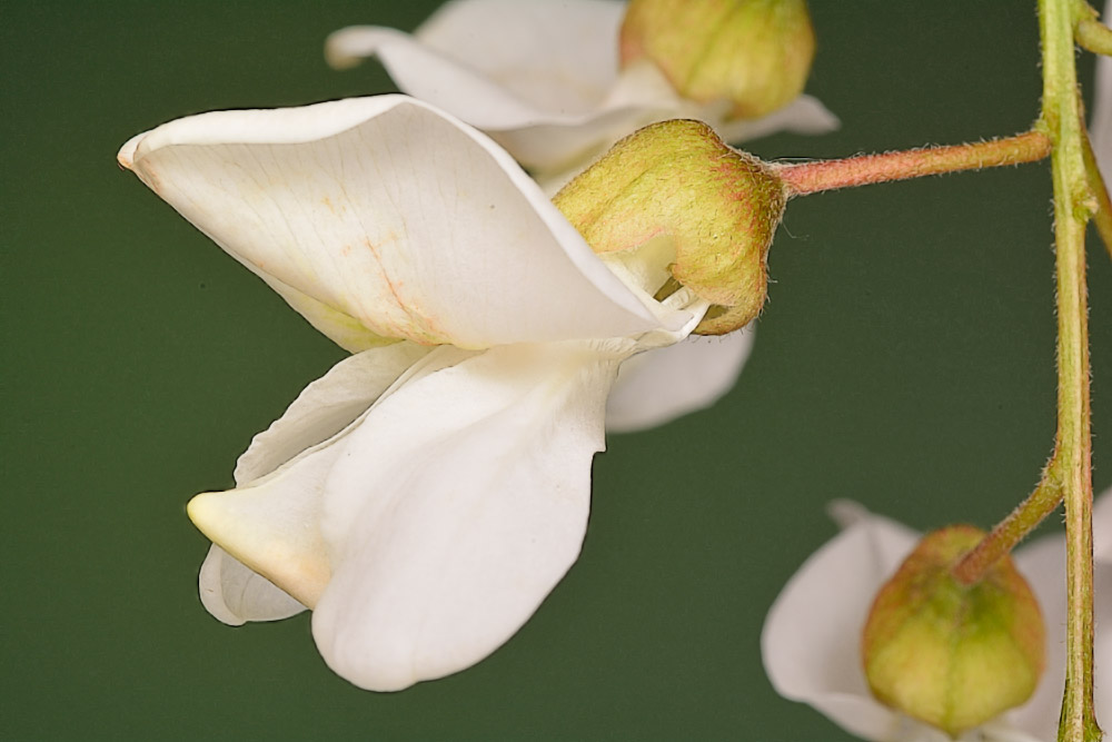 Flor.