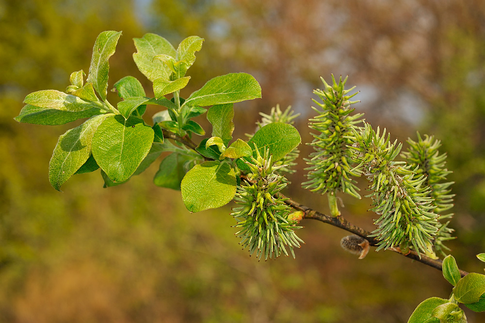 Бредина. Ива Козья Salix caprea. Ива Козья бредина. Ива Козья, бредина – Salix caprea l.. Ива бредина (Salix caprea).