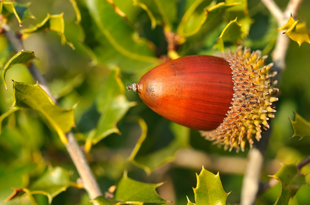 Detalle del fruto con las brácteas pinchudas de la cúpula