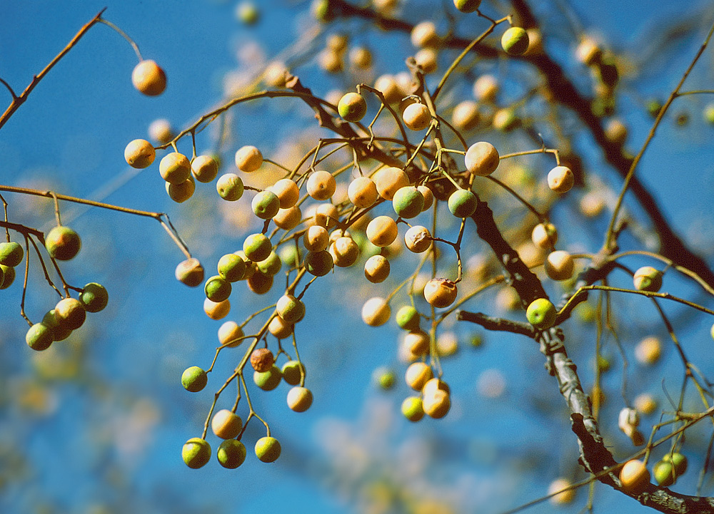 Frutos globosos, secos
