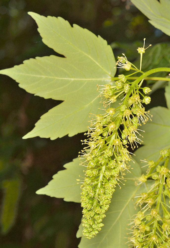 Envés de la hoja e inflorescencia.