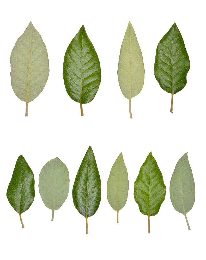 Variabilidad foliar. Haz y envés.