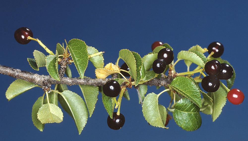 Hojas y frutos,