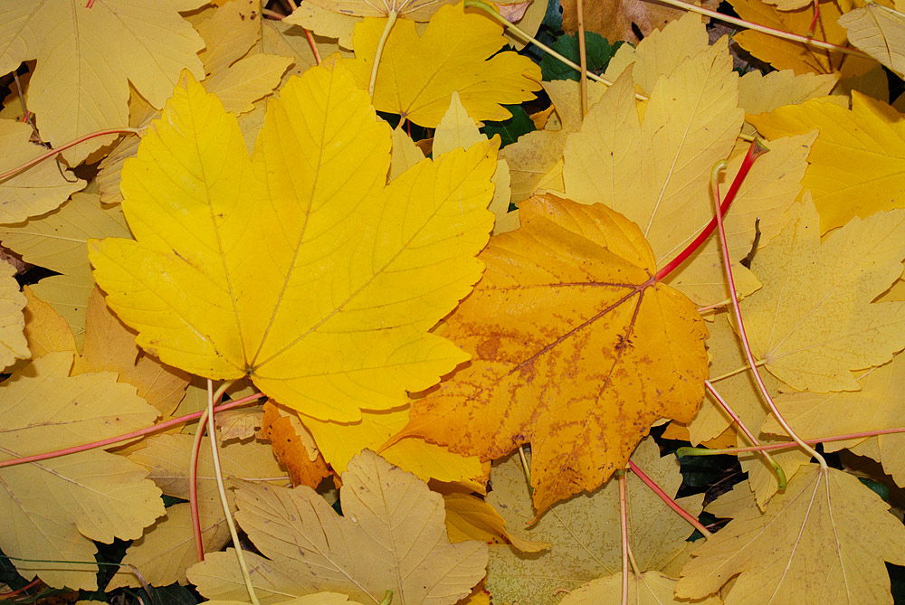 Hojas en otoño