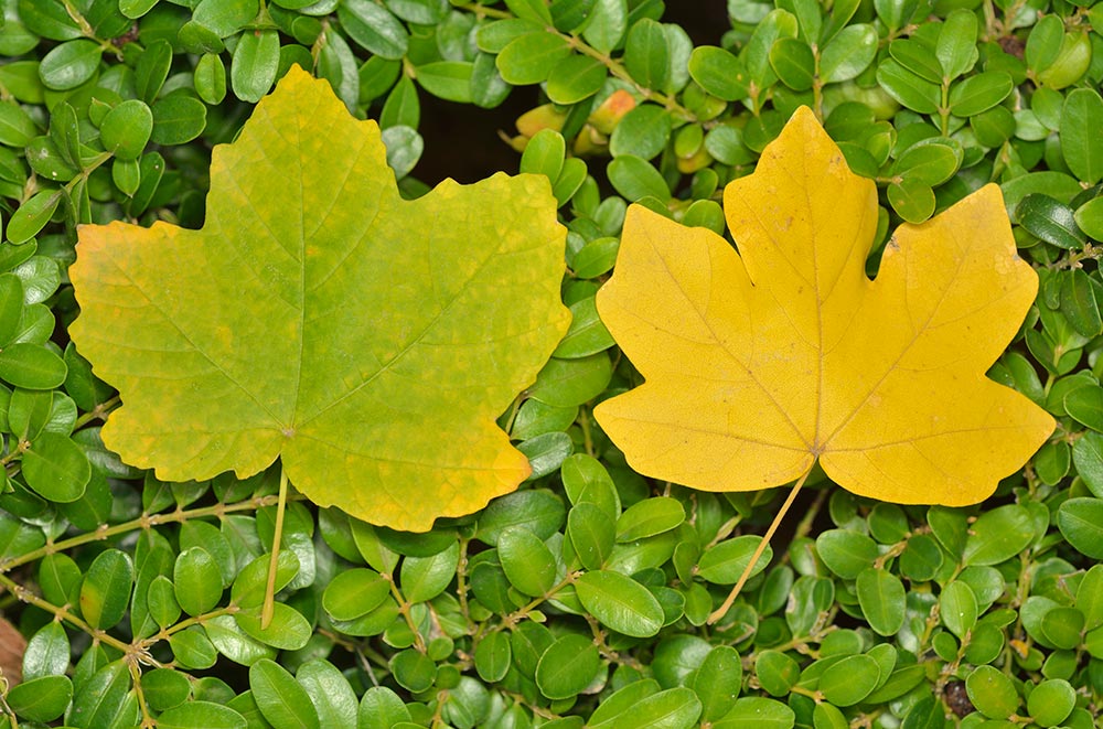 Acer opalus (izq.), Acer campestre (der.)