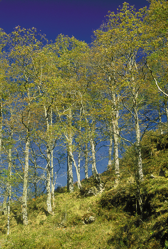Robledal