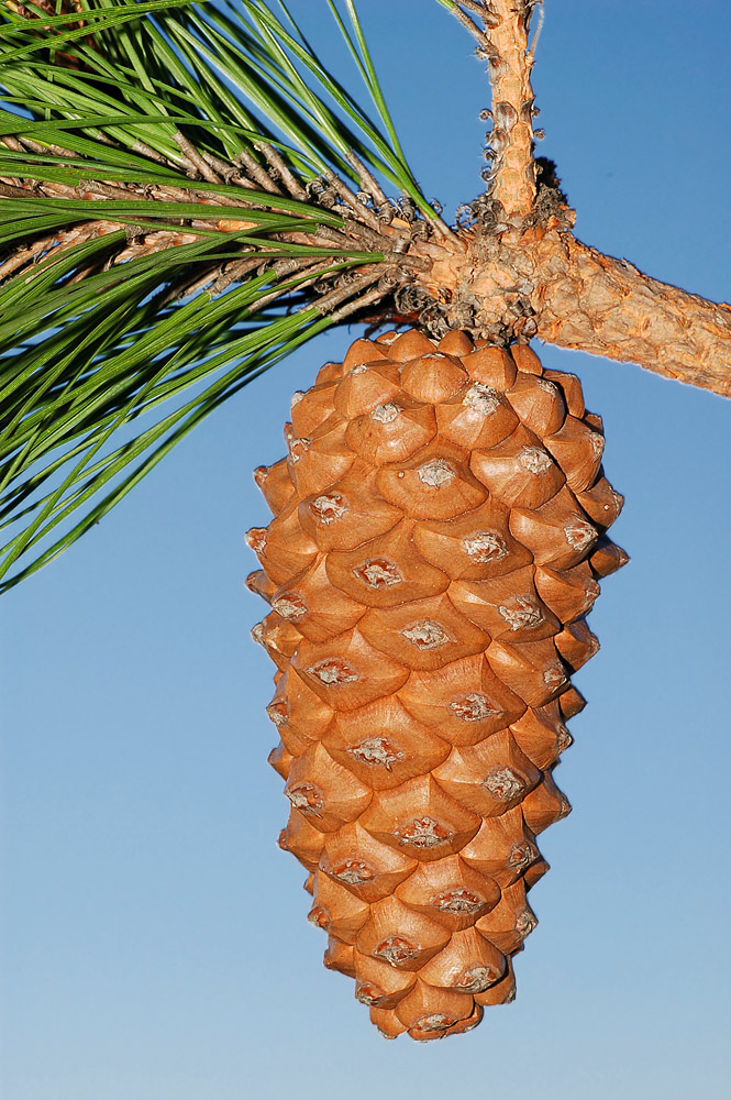 Piña.