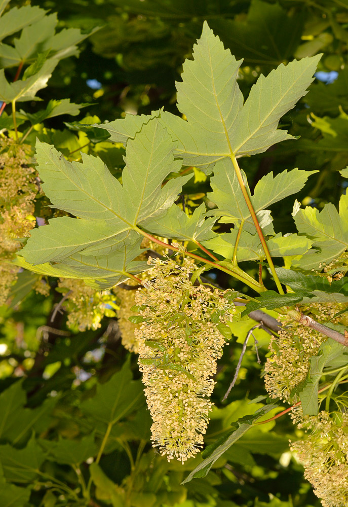 Hojas e inflorescencia