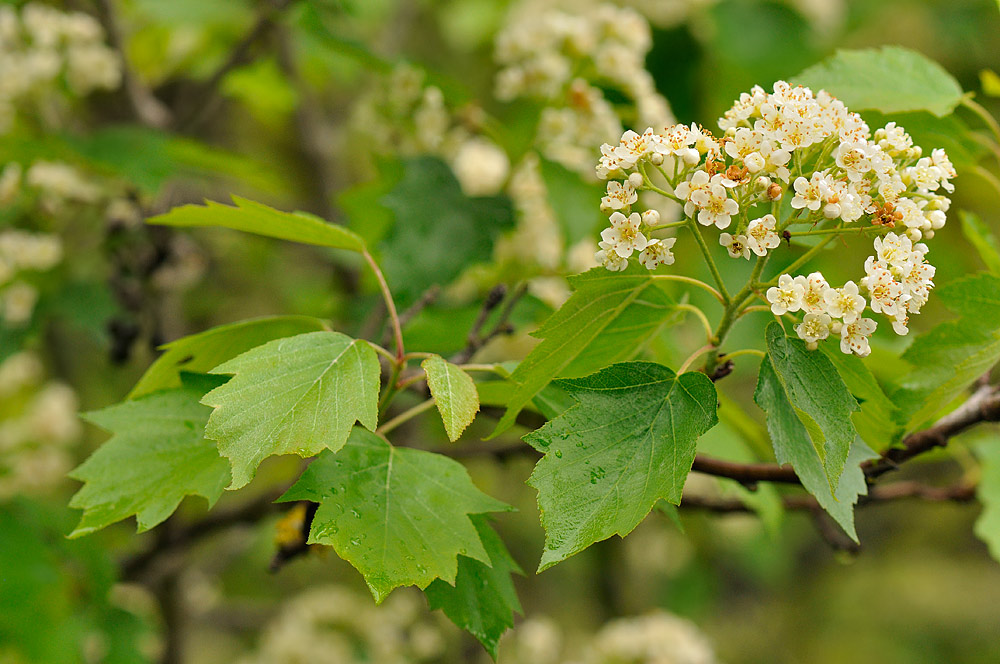 Hojas e inflorescencia