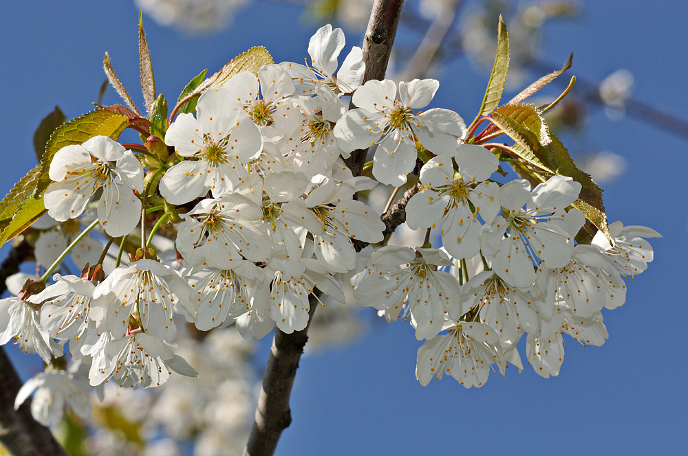 Inflorescencias con flores largamente pedunculadas