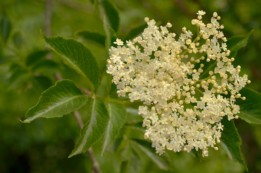Hojas e inflorescencia.