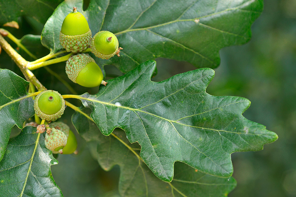 Hojas y bellotas