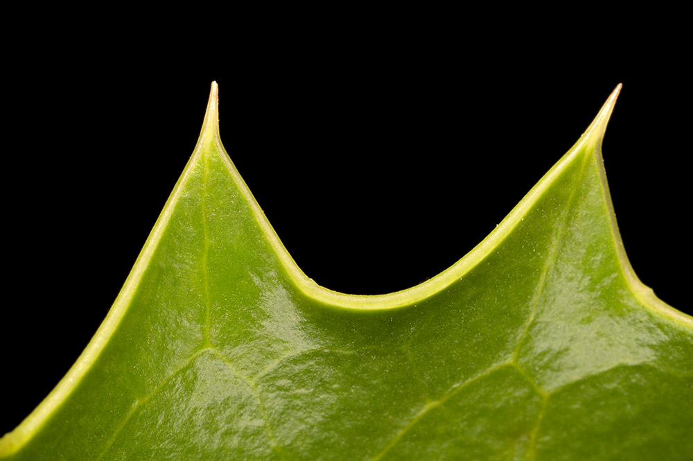 Espinas del borde de la hoja.