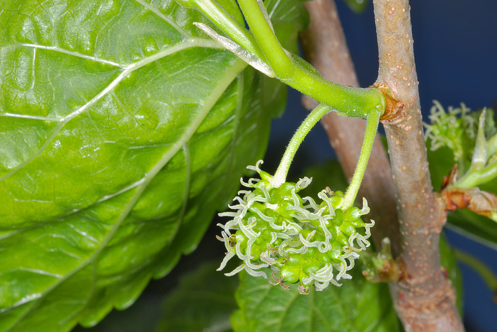 Inflorescencia de flores femeninas