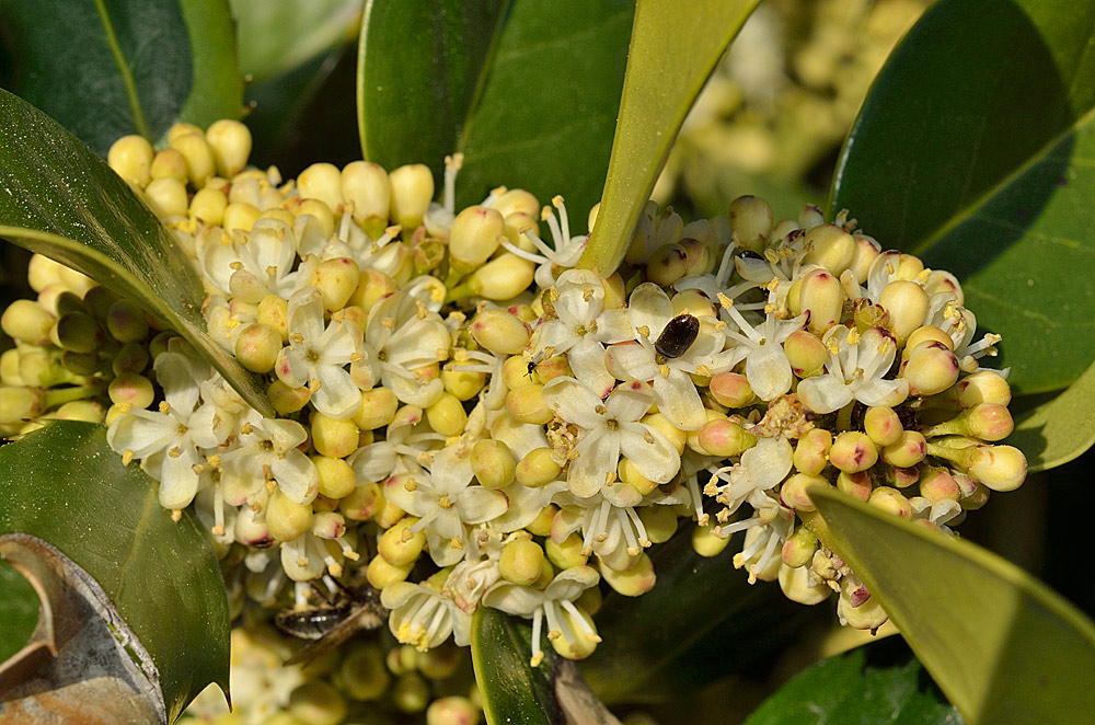 Inflorescencia de flores masculinas
