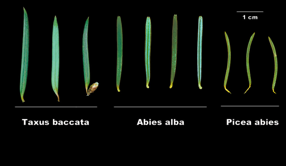Comparación de las acículas de tejo, abeto blanco y pícea