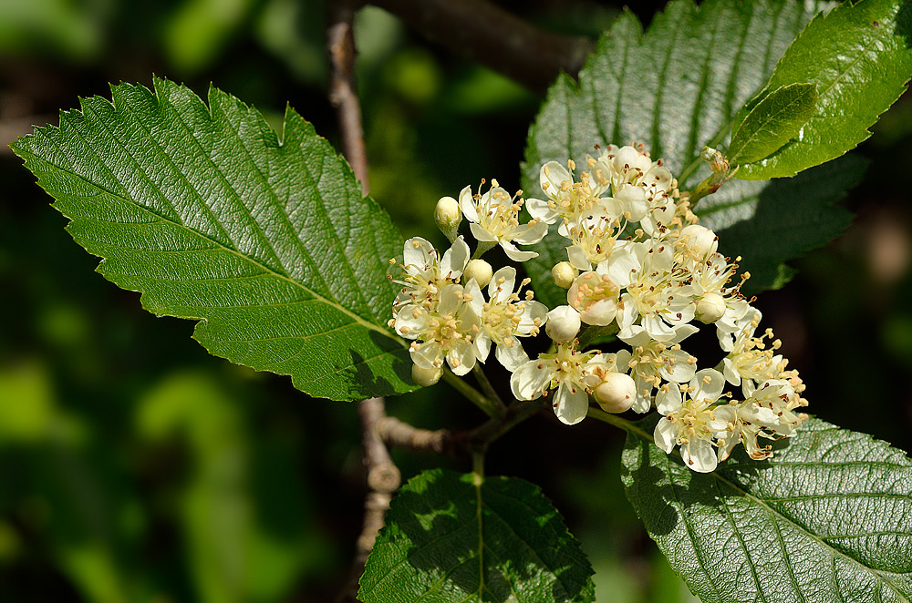 Detalle del haz de las hojas e inflorescencia