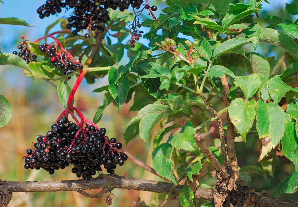 Frutos.
